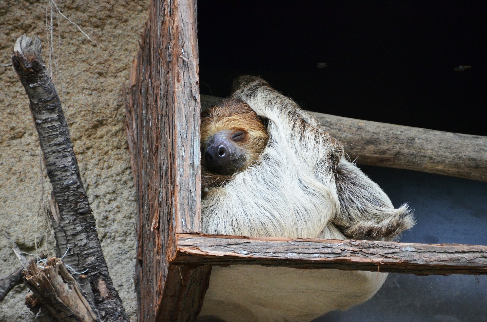 sloth-359217_1920.jpg